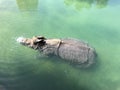 Rhinoceros swimming in water in captivity, Spain