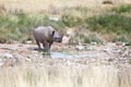 Rhinoceros with two tusks in Etosha National Park, Namibia close up, safari in Southern Africa in the dry season