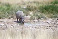 Rhinoceros with two tusks in Etosha National Park, Namibia close up, safari in Southern Africa in the dry season