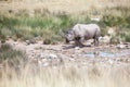 Rhinoceros with two tusks in Etosha National Park, Namibia close up, safari in Southern Africa in the dry season