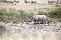 Rhinoceros with two tusks in Etosha National Park, Namibia close up, safari in Southern Africa in the dry season