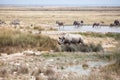 Rhinoceros with two tusks and herd of zebras and impala antelopes in Etosha National Park, Namibia drink water from the lake