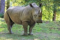 Rhinoceros Royalty Free Stock Photo