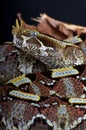 Rhinoceros viper Royalty Free Stock Photo