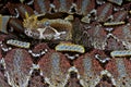 Rhinoceros viper Royalty Free Stock Photo