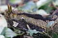 Rhinoceros Viper Royalty Free Stock Photo