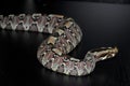 Rhinoceros Viper (Bitis nasicornis) Royalty Free Stock Photo