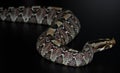 Rhinoceros Viper (Bitis nasicornis) Royalty Free Stock Photo