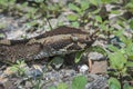 Rhinoceros viper (Bitis nasicornis) portrait Royalty Free Stock Photo