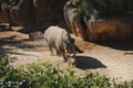 Rhinoceros walking on the sand Royalty Free Stock Photo