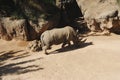 Rhinoceros walking on the sand Royalty Free Stock Photo