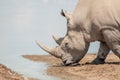 Rhinoceros at Water