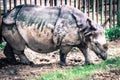 Rhinoceros Royalty Free Stock Photo
