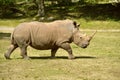 Rhinoceros Royalty Free Stock Photo