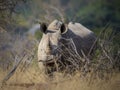 Rhinoceros, white rhino, Kruger National Park, South Africa