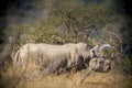 Rhinoceros, white rhino, Kruger National Park, South Africa