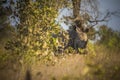 Rhinoceros, white rhino, Kruger National Park, South Africa