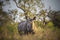 Rhinoceros, white rhino, Kruger National Park, South Africa