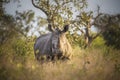 Rhinoceros, white rhino, Kruger National Park, South Africa