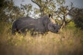 Rhinoceros, white rhino, Kruger National Park, South Africa