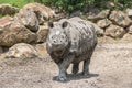 Rhinoceros, wild animal in safari park Royalty Free Stock Photo