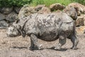 Rhinoceros, wild animal in safari park Royalty Free Stock Photo