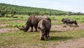 Rhinoceros and wildebeest eat grass on the savannah