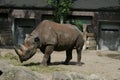 Rhinoceros at the zoo Royalty Free Stock Photo
