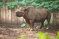 A white rhinoceros stands on the ground with mud on its body in zoo