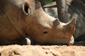 Rhinoceros at the zoo Royalty Free Stock Photo