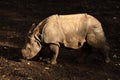 Rhinoceros at the zoo Royalty Free Stock Photo