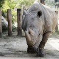 Rhinoceros in Zoo Royalty Free Stock Photo