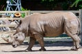 Rhinoceros in a zoo