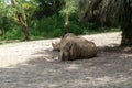 Two Rhinoceros at the zoo