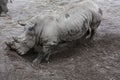 Rhinoceroses digging dirt Royalty Free Stock Photo