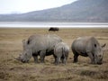 Rhinoceroses family
