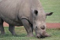 Rhinocerous Royalty Free Stock Photo