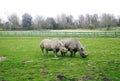 Rhinoceroses in the nature park in UK