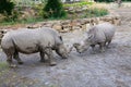 Rhinoceroses in a park Royalty Free Stock Photo