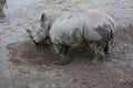 Rhinoceroses digging dirt Royalty Free Stock Photo