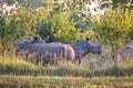 Rhinoceroses, South Africa