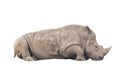 Rhinocerotidae big animal mammal sleeping relax isolated on whit Royalty Free Stock Photo