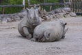 Rhinocerotidae - Rhinoceros resting in the paddock Royalty Free Stock Photo