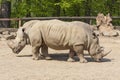 Rhinocerotidae - Rhinoceros resting Royalty Free Stock Photo
