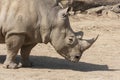 Rhinocerotidae - Rhinoceros resting in the paddock Royalty Free Stock Photo
