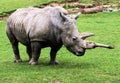 Rhinocerous Royalty Free Stock Photo