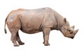 Rhinocerous Isolated Royalty Free Stock Photo