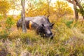 Rhinocerous Royalty Free Stock Photo