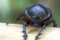 Rhinocerous Beetle Royalty Free Stock Photo