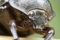 Rhinocerous Beetle Royalty Free Stock Photo